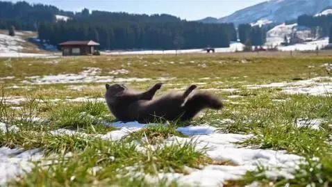British blue shorthair cat happily playing in a 