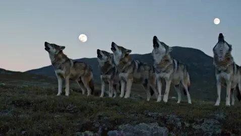 a pack of dire wolves in an open valley howling 